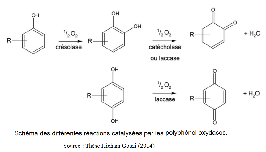 Oxydation des phnols par les laccases